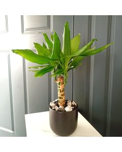 Dracaena Fragrans Steudneri in a Ceramic Pot