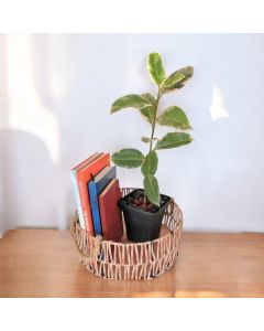 Ficus Elastica Ruby in a Plastic Pot