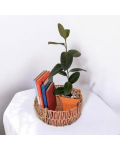 Ficus Elastica in a Plastic Pot