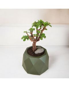 Jade Plant Bonsai in a Plastic Pot