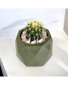 Cactus in a Plastic Pot