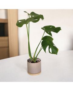 Monstera in Ceramic Pots