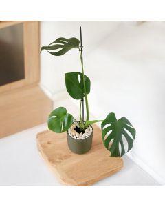 Monstera in Ceramic Pots