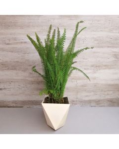 Sword Fern in Plastic Pots