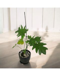 Philodendron Selloum in Ceramic Pots