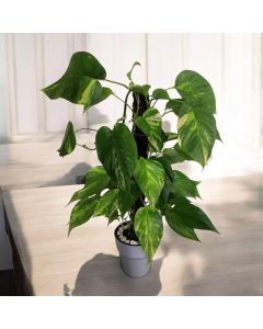 Pothos With Moss Pole (80 cm)