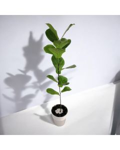 Fiddle-Leaf Fig in a Plastic Pot