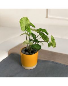 Syngonium in Ceramic Pots