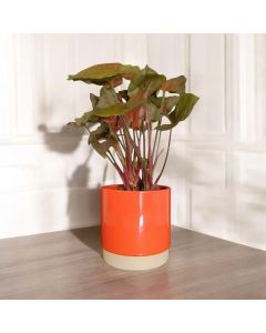 Syngonium Red Plum Allusion in a Ceramic Pot