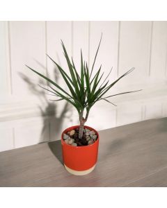 Dracaena Marginata in a Ceramic Pot