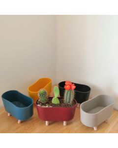 Cactus Combo in Plastic Pots (Available In Colors)