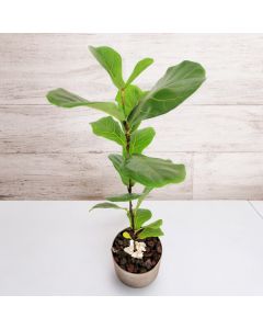 Fiddle-Leaf Fig in Plastic Pots (Available In Sizes)