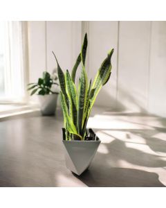 Snake Plant in Plastic Pots (Available In Colors)