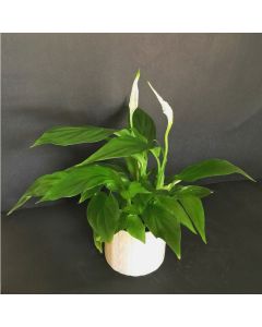 Peace Lily in Ceramic Pots (Available In Sizes)