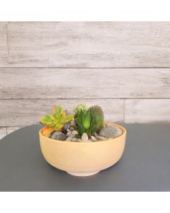 Cactus & Succulent Combo in a Ceramic Pot (Available In Sizes)