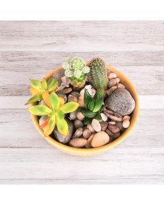 Cactus & Succulent Combo in a Ceramic Pot - 5 Cm