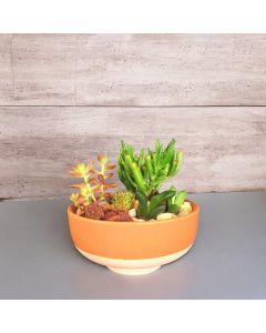 Cactus & Succulent Combo in a Ceramic Pot - 8 Cm