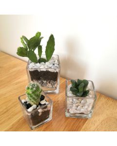 Cactus - Succulent set of 3 Glass Bowl (Circular)