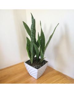 Snake Plant Green (Medium Size)