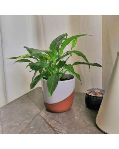 Spathiphyllum (Peace lily) Small Size