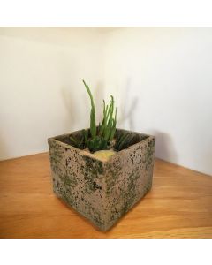 Cactus - Succulent Combo Concrete Pot