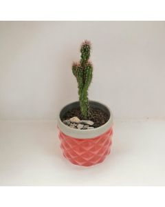 Cactus in Small Ceramic Pot