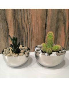 Cactus - Succulent set of 2 Stainless