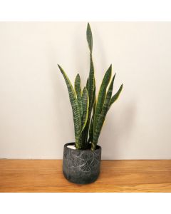 Snake Plant (Concrete Pot)