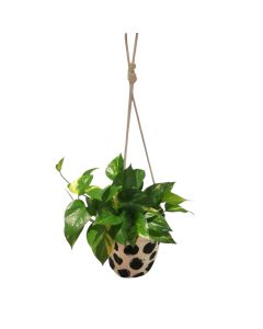 Pothos - قلب عبد الوهاب (Hanging Fabric)