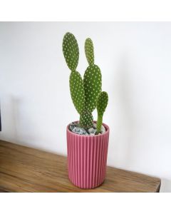 Cactus in Small Ceramic Pot (Pink)