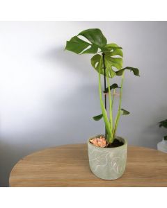 Monstera (Large Leaves) In Concrete Pot