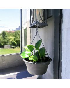 Pothos - قلب عبد الوهاب (Hanging Basket)