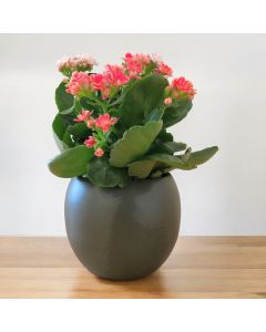 Kalanchoe (Pink)