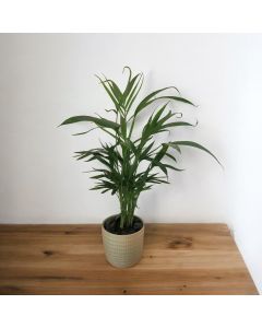 Areca Palm In a Green Ceramic Pot