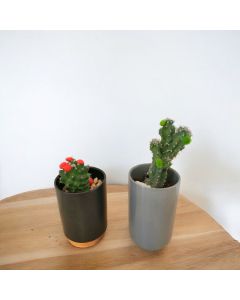 Set of 2 - Cacti in Ceramic Cups