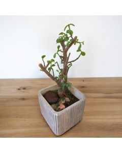 Jade Plant Bonsai in Small Concrete Pot V.2