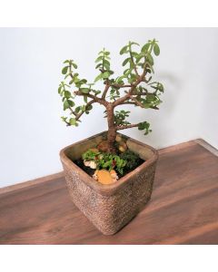 Jade Plant Bonsai (Large Concrete Pot)