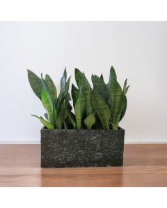 Snake Plant Green In Rectangle Concrete