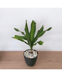 Dracaena Fragrans Lemon In Black Plastic Pot