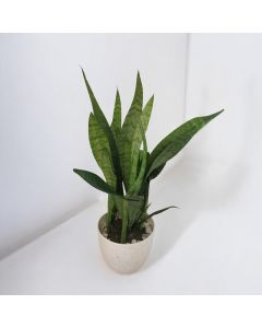 Snake Plant Green (Large Size)