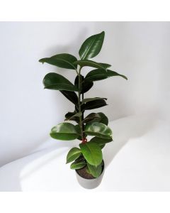 Ficus Elastica Robusta