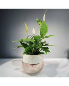 Spathiphyllum (Peace lily) (Medium Size)