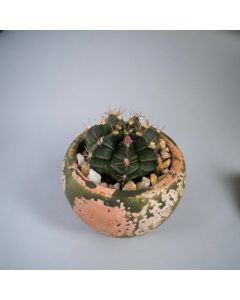 Cactus in Concrete Pot