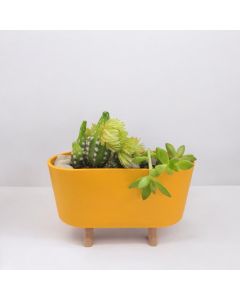 Cactus Combo in Standing Plastic Pot (Yellow)