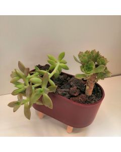 Cactus Combo in Standing Plastic Pot (Brown)