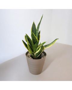 Snake Plant Yellow (Medium Size)