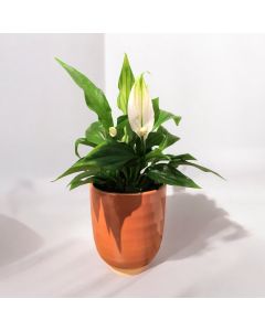 Spathiphyllum (Peace lily) (Small)