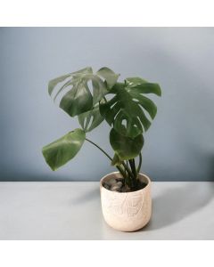 Monstera - Medium size (Concrete Pot)