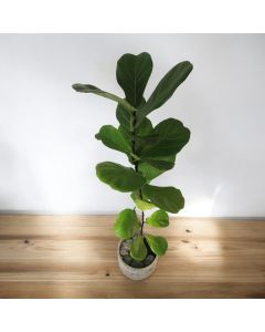 Fiddle-leaf Fig (Ficus Lyrata) In Concrete Pot