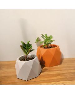 Set of 2: Succulents in Plastic Pots